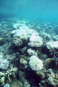 Image:Coralb14a.jpg